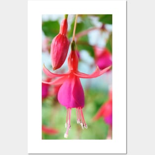 Fuchsia &#39;Pink Fizz&#39; Posters and Art